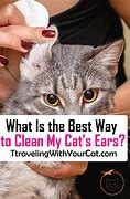 Image result for Clean Out Cat Ears