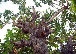 Image result for Pruned Apple Tree