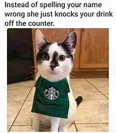Image result for Kid-Friendly Cat Memes Clean
