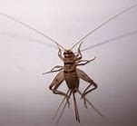 Image result for House Cricket Insect