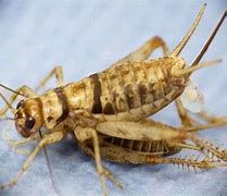 Image result for Male and Female Crickets