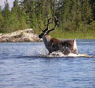 Image result for Lake Superior Animals