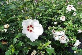 Image result for Hibiscus syr. Red Heart