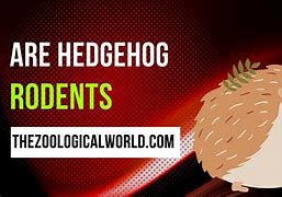 Image result for What Animals Eat Hedgehogs