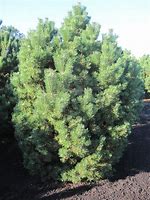 Image result for Pinus mugo Mumpitz