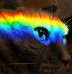 Image result for Real Rainbow Cats
