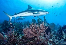 Image result for Coral Reef Shark