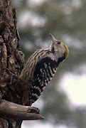 Image result for Dendrocopos auriceps