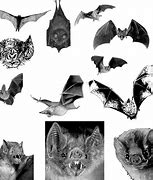 Image result for Brush Strokes Bats