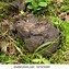 Image result for Bear Poop iPhone