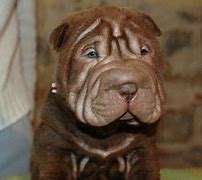 Image result for Chinese Shar Pei Tongue