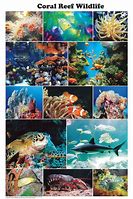 Image result for Ocean Reef Poster