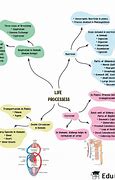 Image result for Mind-Mapping of Life Processes Class 10