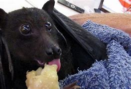 Image result for Baby Fruit Bat Eating