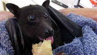 Image result for Bat Eating Peaches