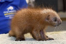 Image result for Small Porcupine Like. Animal