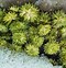 Image result for Saxifraga lilacina x lowndesii