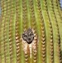 Image result for Desert Cactus Bird Bath with Bird