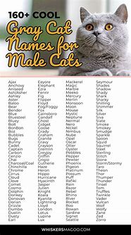Image result for Unique Male Cat Names
