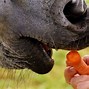 Image result for Horse Eating Carrot