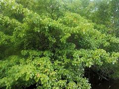 Image result for Manchineel Tree Burn