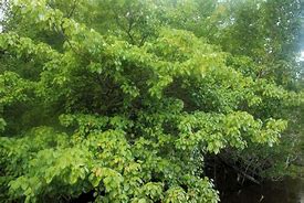Image result for Blisters From Manchineel Tree
