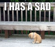Image result for Cute Sad Dog Meme
