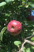 Image result for Problematicas Apple