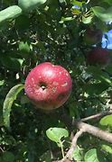 Image result for Dwarf Goodland Apple