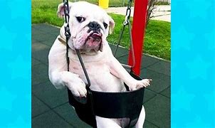 Image result for Big Dogs Doing Funny Stuff