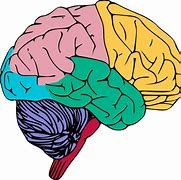 Image result for Brain Memory Clip Art