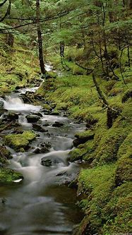 Image result for Forest Screensavers iPhone