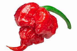 Image result for Carolina Reaper Pepper