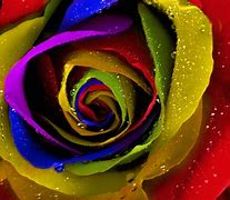 Image result for Rainbow Rose Wallpaper