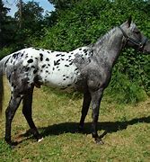 Image result for Gray Appaloosa