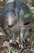 Image result for Girl with Armadillo