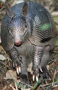 Image result for Armadillo Diet