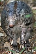 Image result for 9 Banded Armadillo Clip Art