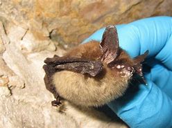 Image result for Indiana Gray Bat