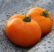 Image result for Small Orange Tomato Like Fruit