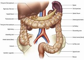 Image result for 35 Cm of Colon