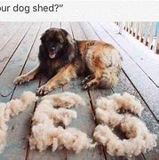 Image result for Stock Images of Shedding Dog