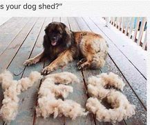 Image result for Dog Shedding Meme