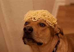 Image result for Dog with Garlic On Head