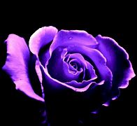 Image result for Purple and Pink Roses Wallpaper