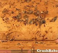 Image result for Dirt Cheep iPhone Used