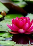 Image result for lotus flowers meanings