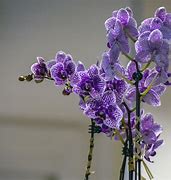 Image result for Types of Purple Orchids