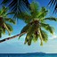 Image result for Tropical iPhone Backgrounds