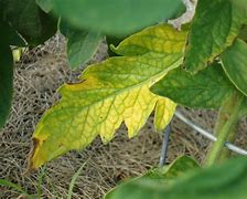 Image result for Identifying Tomato Diseases